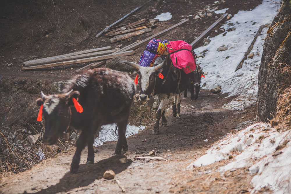 manaslu circuit trek